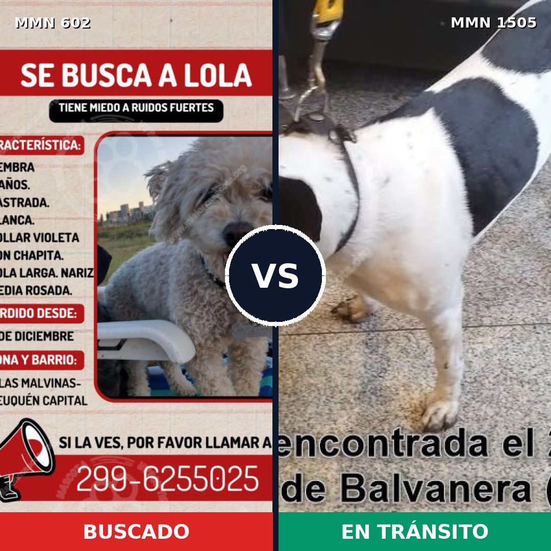 Comparativa MMS 26957: mascota perdida y mascota encontrada, 23% de similitud