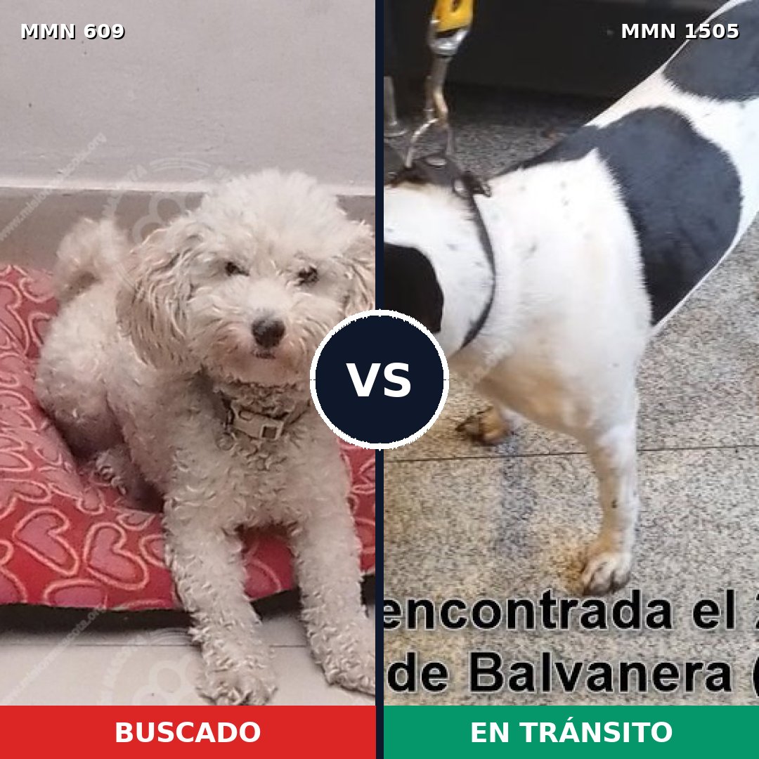 Comparativa MMS 26958: mascota perdida y mascota encontrada, 47% de similitud