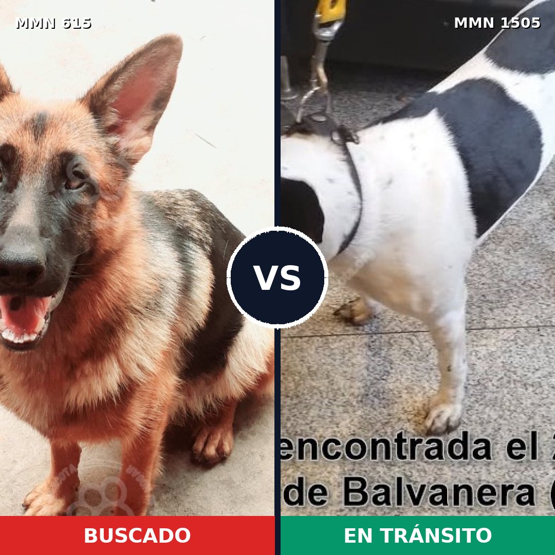 Comparativa MMS 26959: mascota perdida y mascota encontrada, 37% de similitud