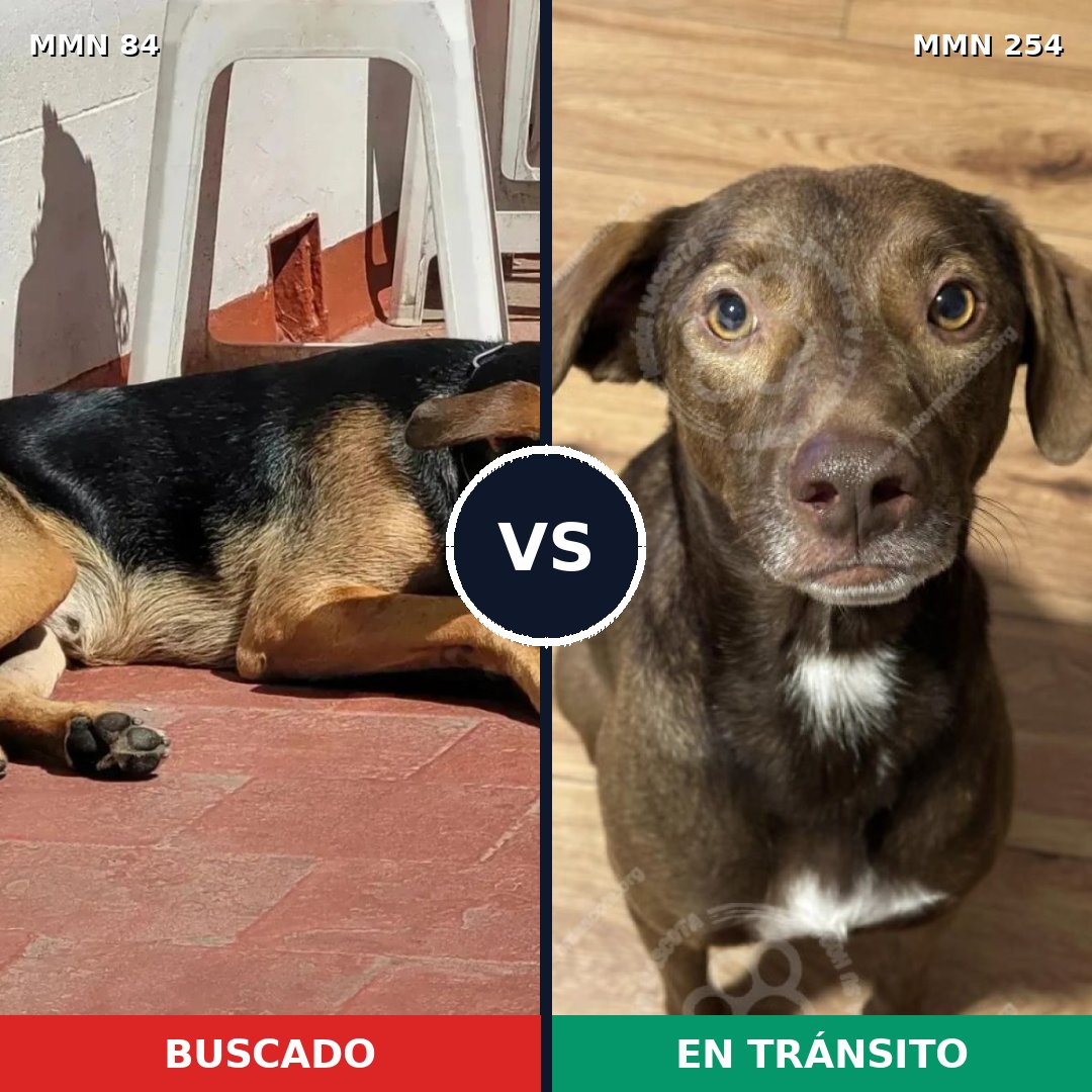 Comparativa MMS 2696: mascota perdida y mascota encontrada, 65% de similitud