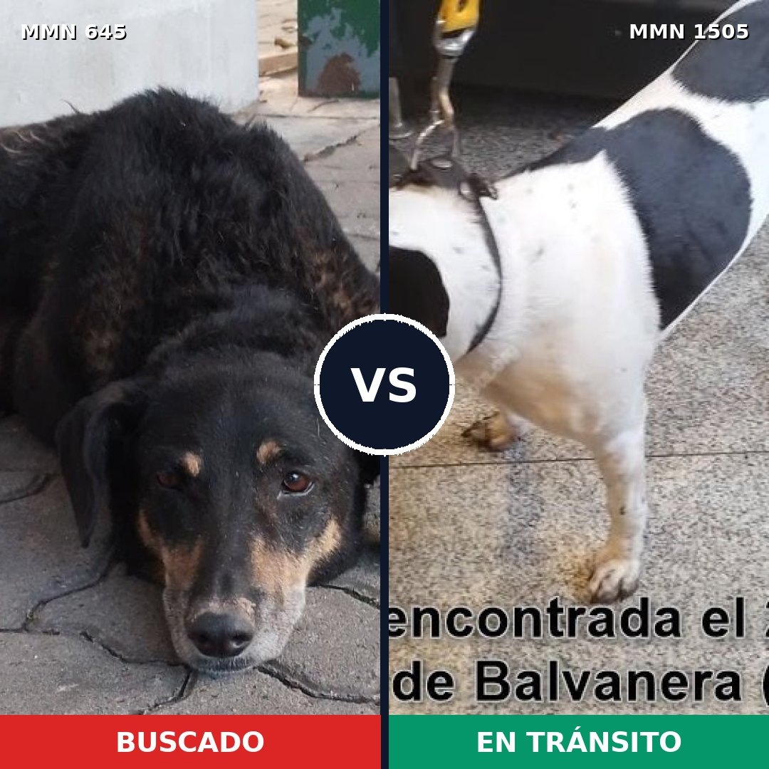 Comparativa MMS 26961: mascota perdida y mascota encontrada, 62% de similitud
