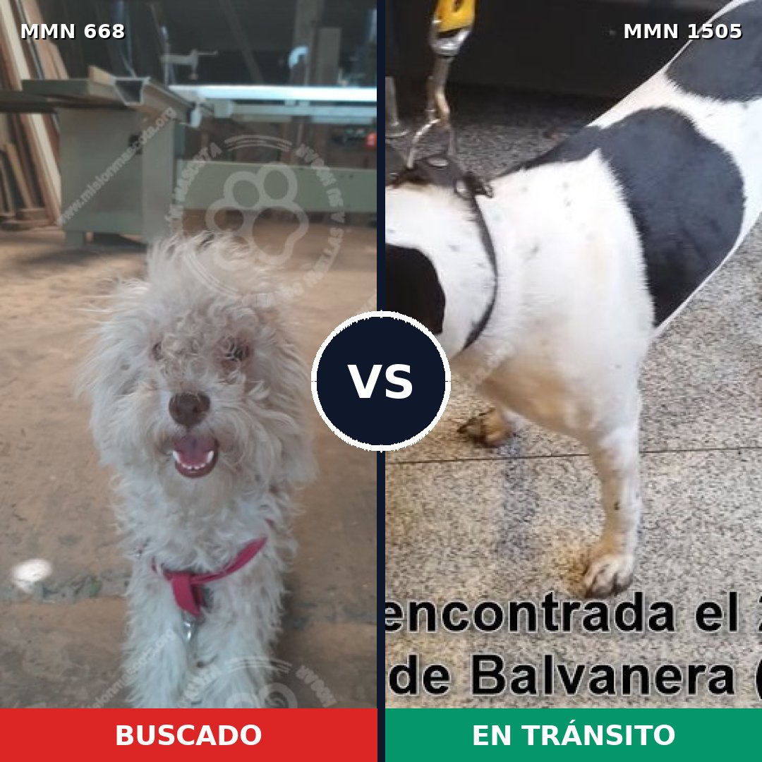 Comparativa MMS 26962: mascota perdida y mascota encontrada, 54% de similitud