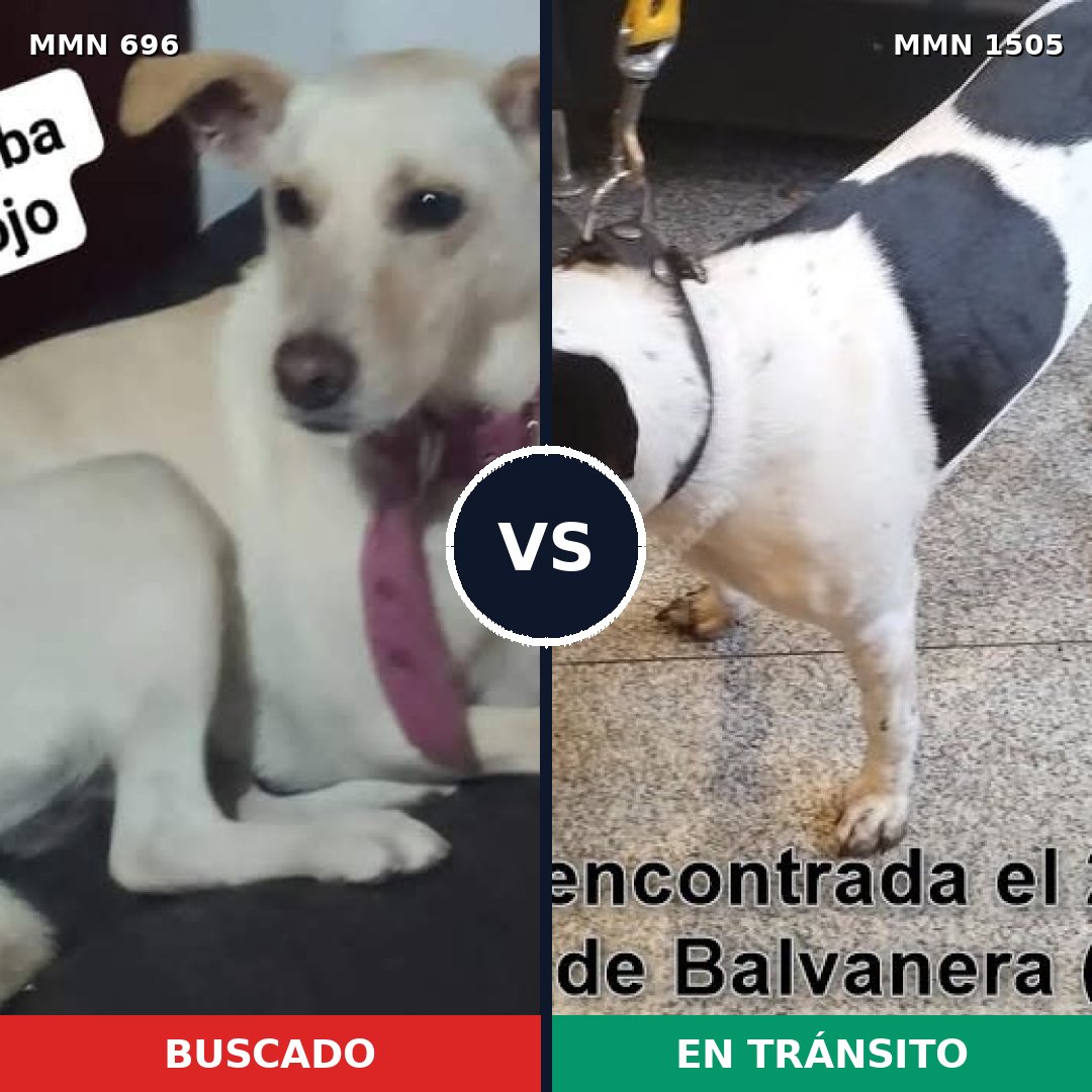 Comparativa MMS 26963: mascota perdida y mascota encontrada, 37% de similitud