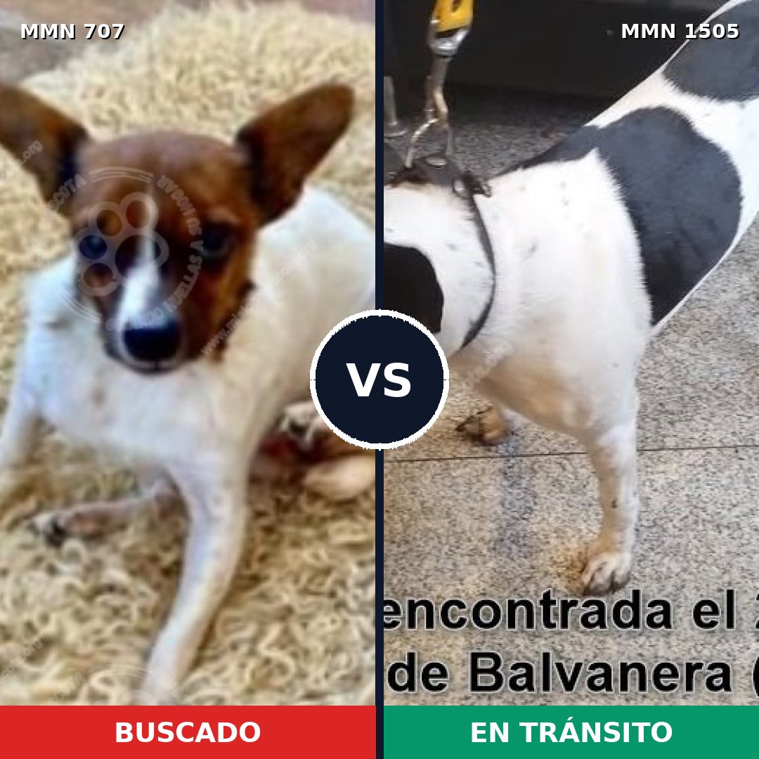 Comparativa MMS 26964: mascota perdida y mascota encontrada, 31% de similitud