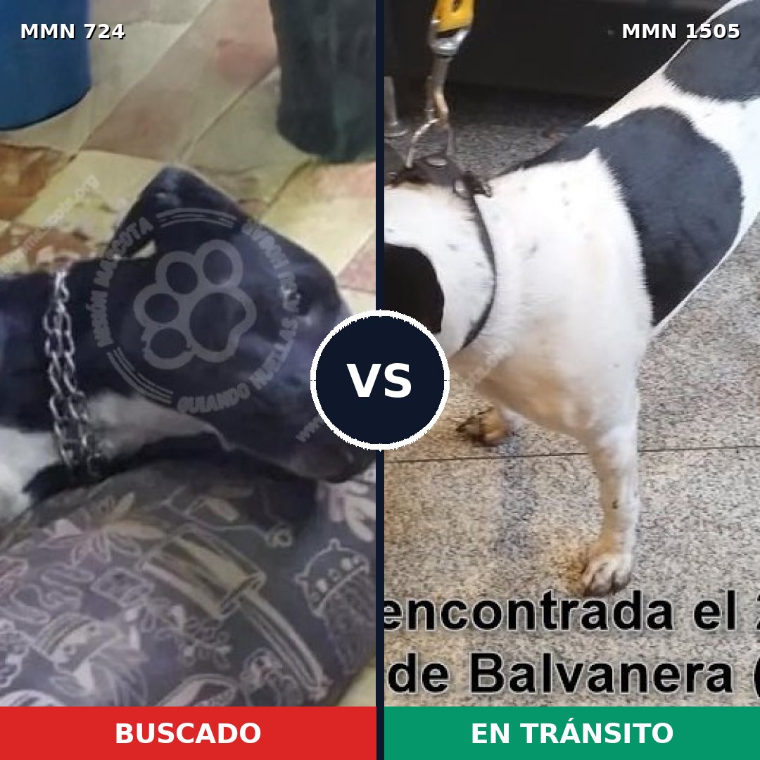 Comparativa MMS 26965: mascota perdida y mascota encontrada, 57% de similitud