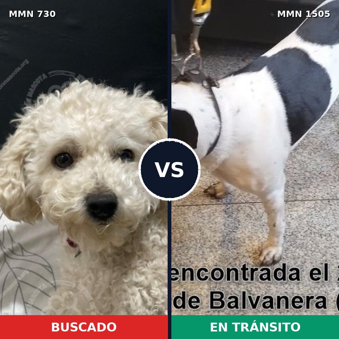 Comparativa MMS 26966: mascota perdida y mascota encontrada, 34% de similitud