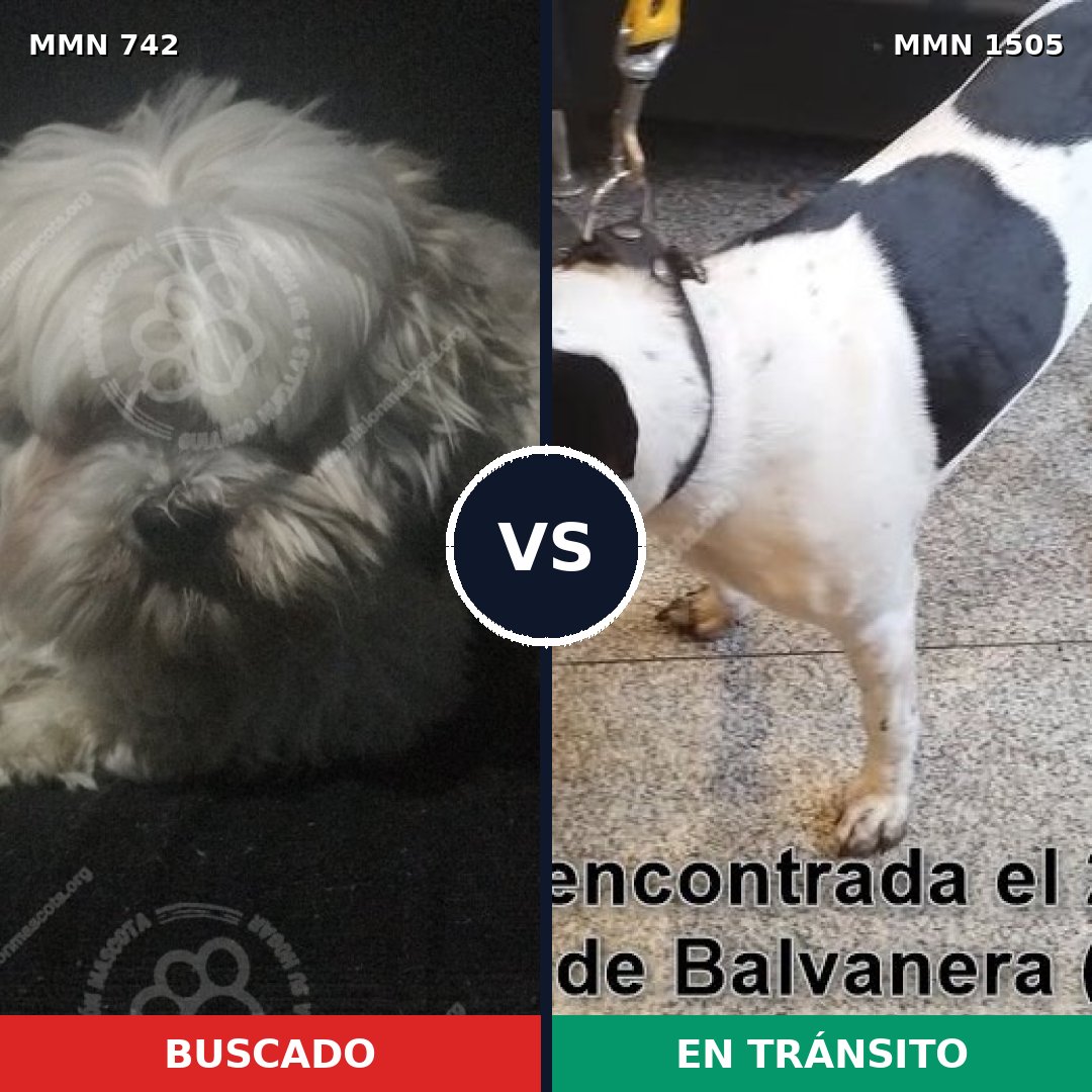 Comparativa MMS 26967: mascota perdida y mascota encontrada, 43% de similitud