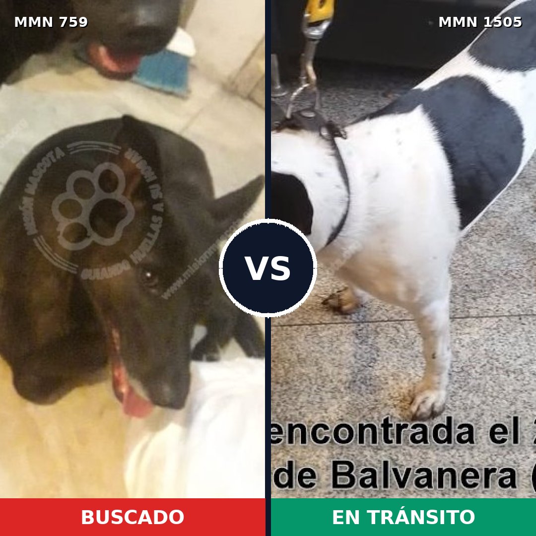 Comparativa MMS 26968: mascota perdida y mascota encontrada, 50% de similitud