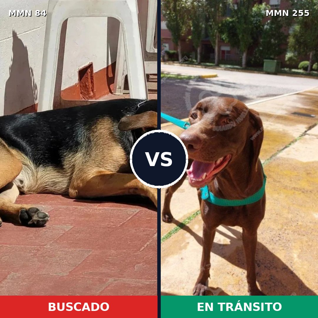 Comparativa MMS 2697: mascota perdida y mascota encontrada, 73% de similitud