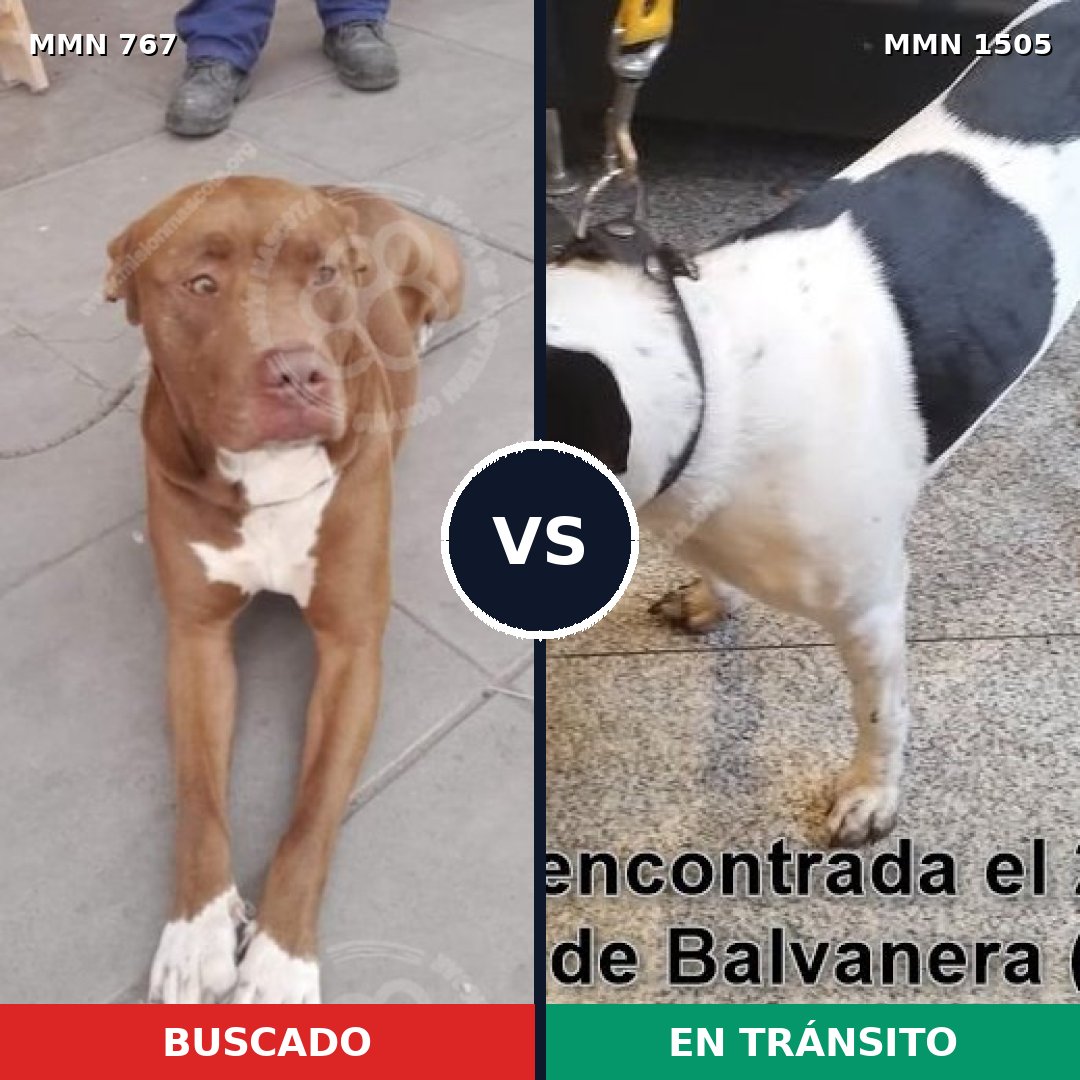 Comparativa MMS 26970: mascota perdida y mascota encontrada, 51% de similitud