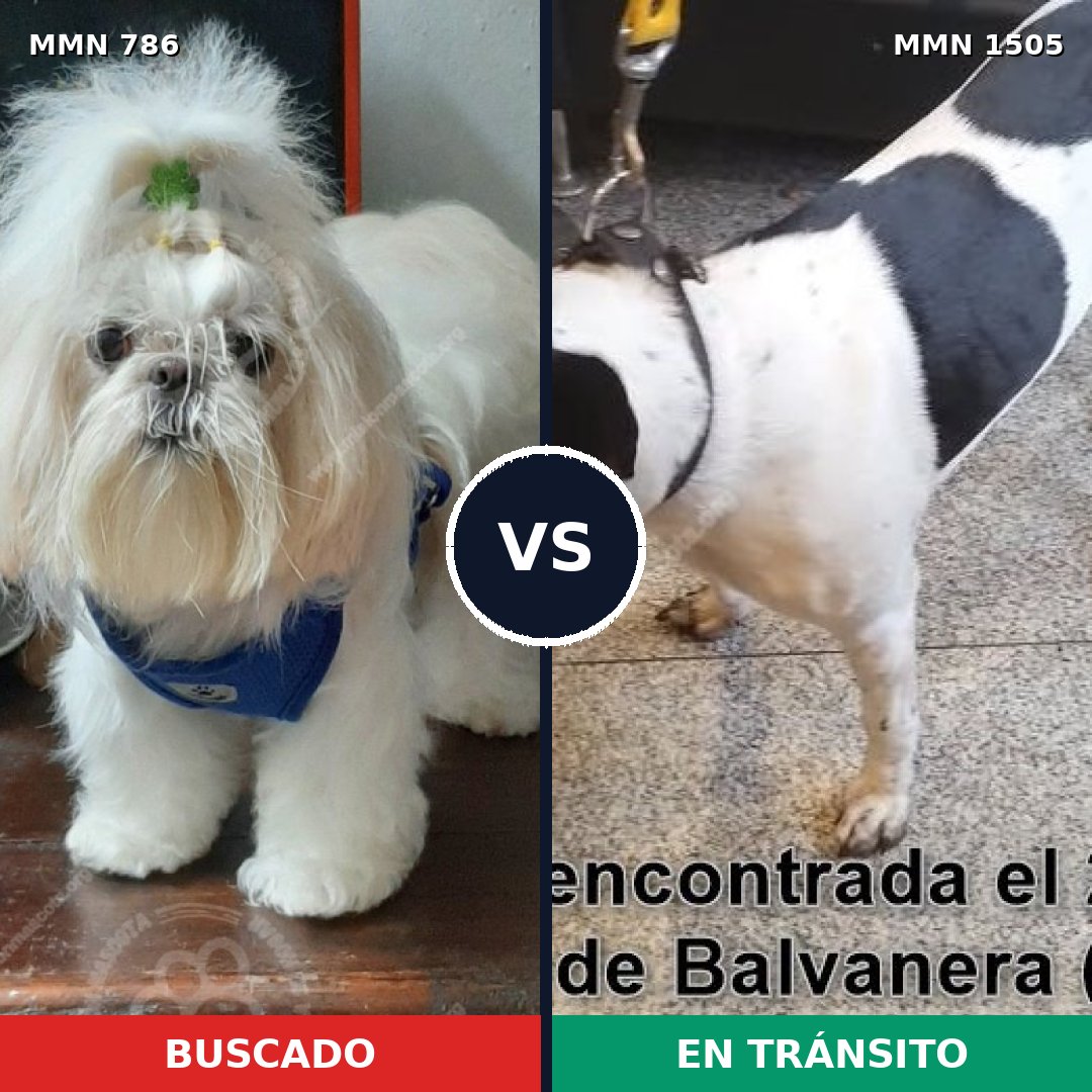 Comparativa MMS 26973: mascota perdida y mascota encontrada, 39% de similitud