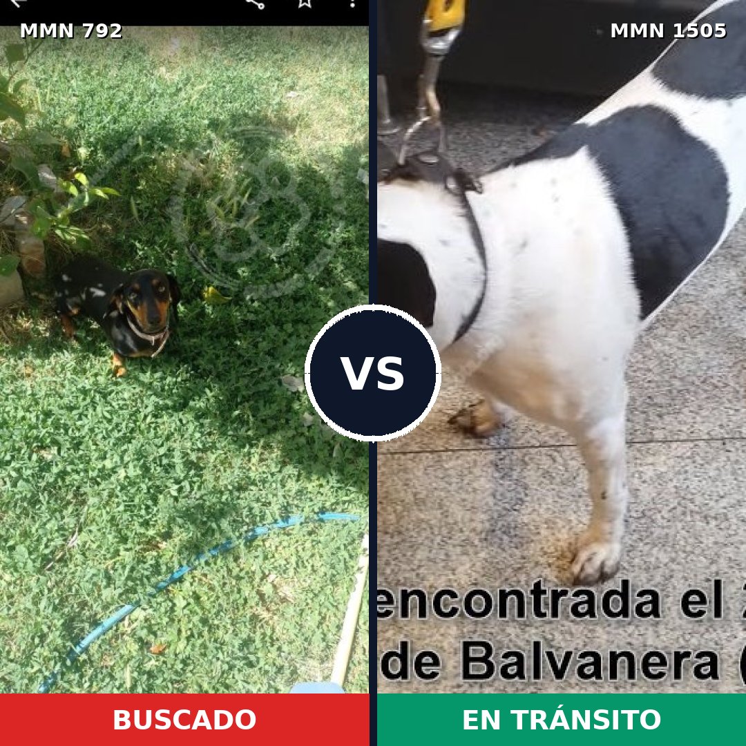 Comparativa MMS 26974: mascota perdida y mascota encontrada, 22% de similitud