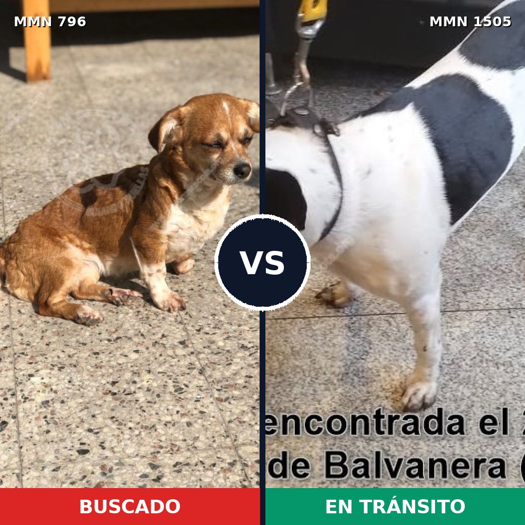 Comparativa MMS 26975: mascota perdida y mascota encontrada, 61% de similitud