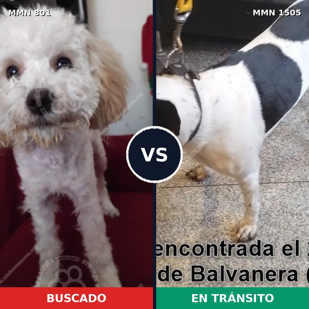Comparativa MMS 26976: mascota perdida y mascota encontrada, 39% de similitud