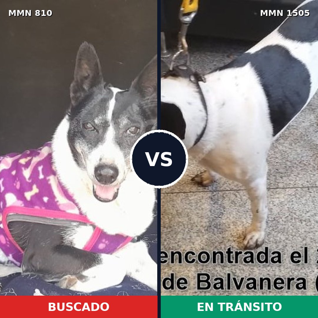 Comparativa MMS 26977: mascota perdida y mascota encontrada, 81% de similitud