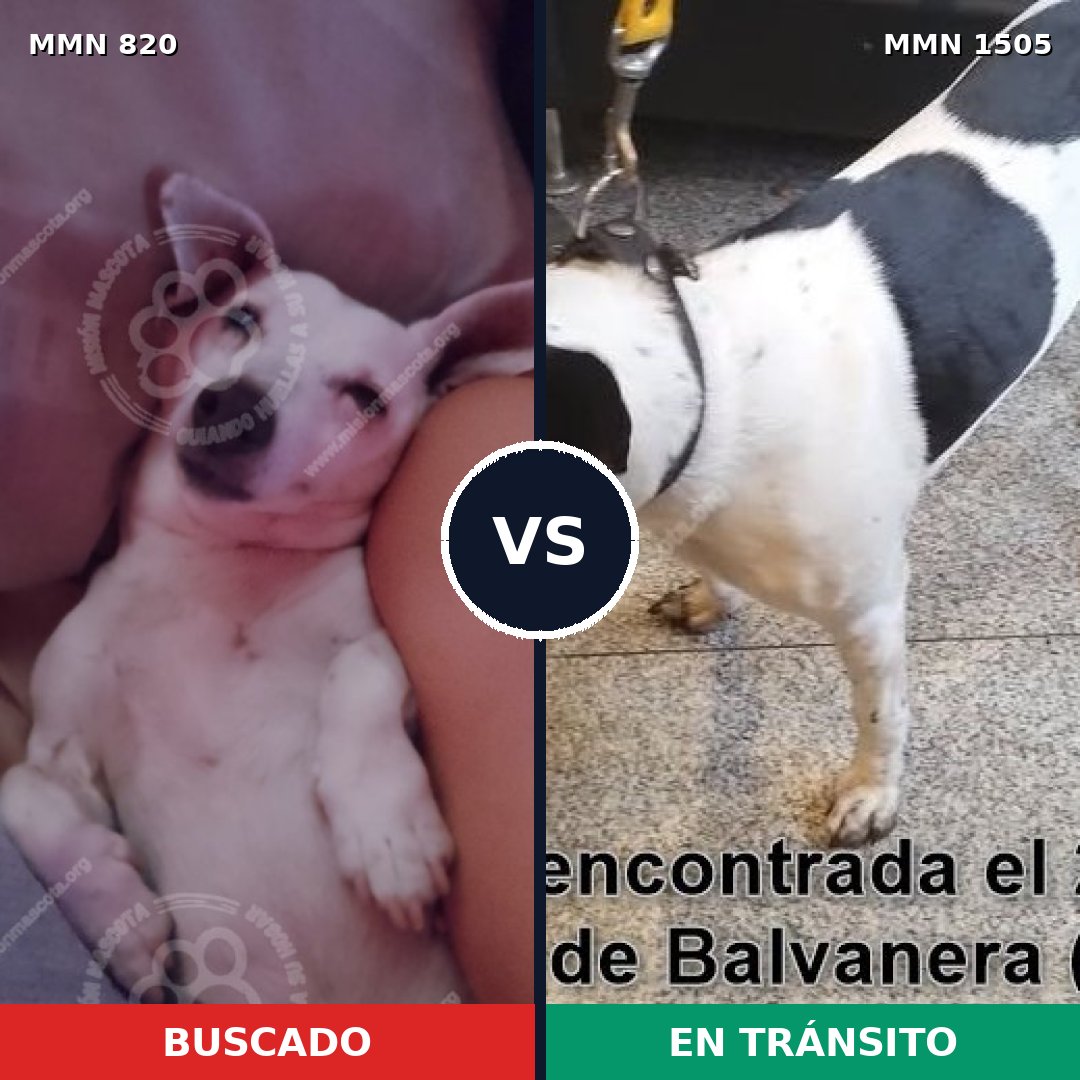 Comparativa MMS 26978: mascota perdida y mascota encontrada, 43% de similitud