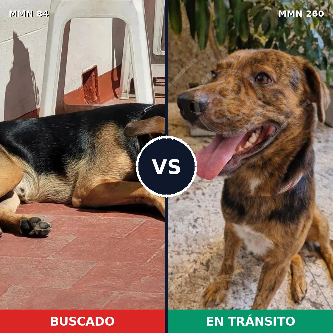 Comparativa MMS 2698: mascota perdida y mascota encontrada, 96% de similitud