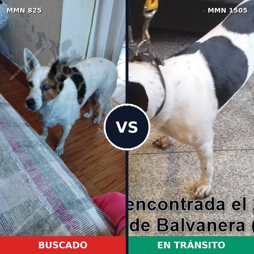 Comparativa MMS 26980: mascota perdida y mascota encontrada, 80% de similitud