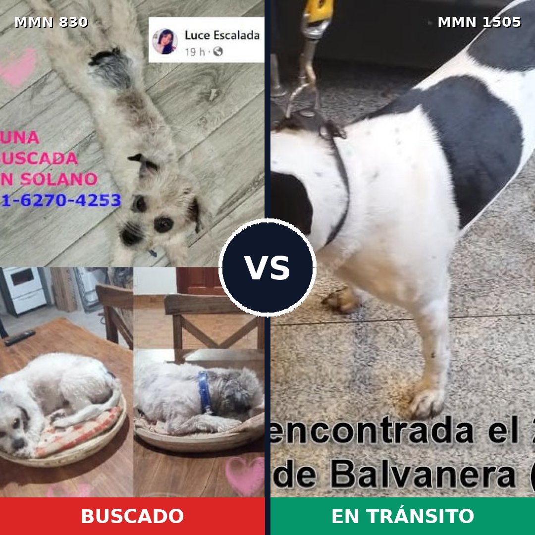 Comparativa MMS 26981: mascota perdida y mascota encontrada, 48% de similitud