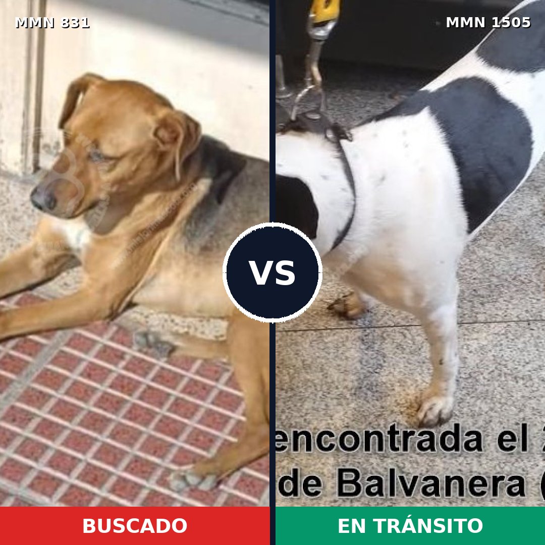 Comparativa MMS 26982: mascota perdida y mascota encontrada, 79% de similitud