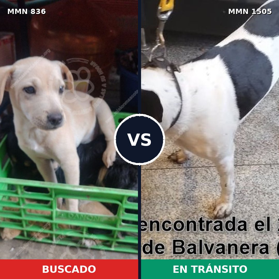 Comparativa MMS 26983: mascota perdida y mascota encontrada, 48% de similitud