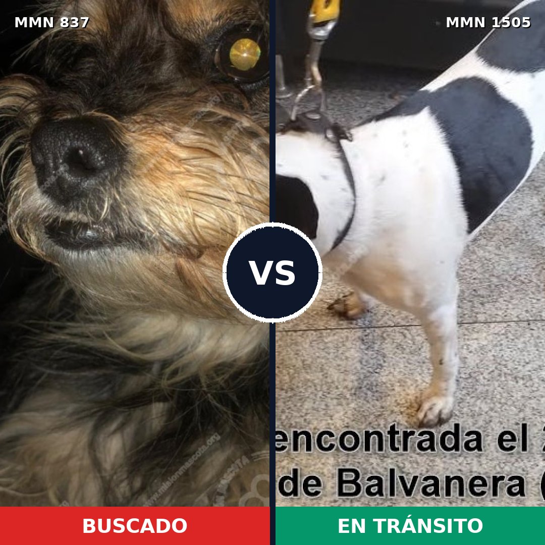 Comparativa MMS 26984: mascota perdida y mascota encontrada, 39% de similitud