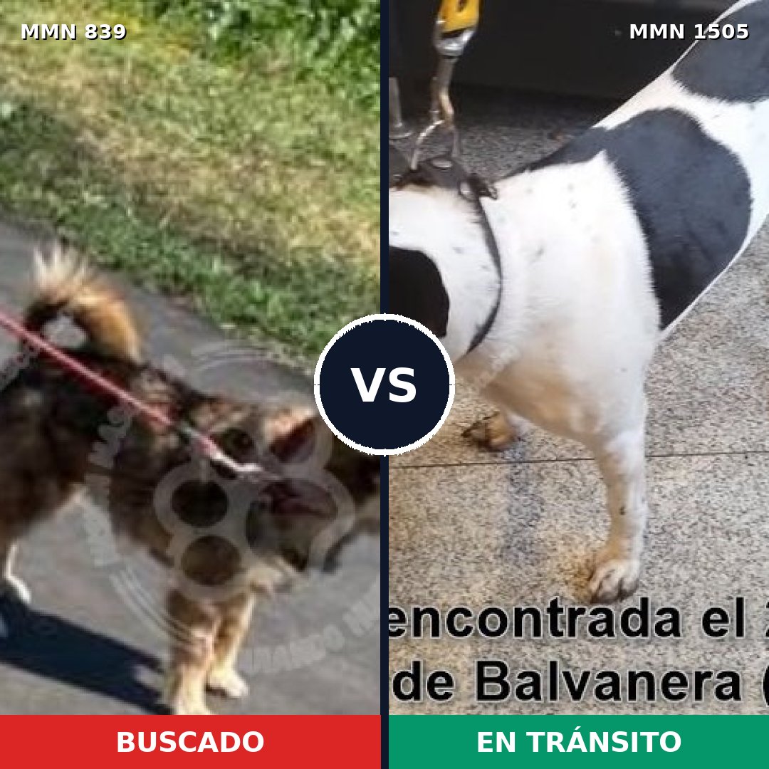 Comparativa MMS 26985: mascota perdida y mascota encontrada, 63% de similitud