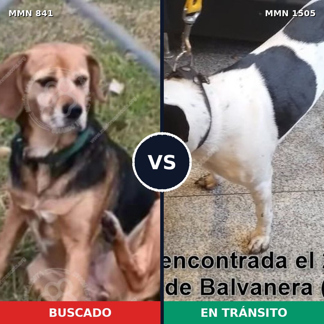 Comparativa MMS 26986: mascota perdida y mascota encontrada, 79% de similitud
