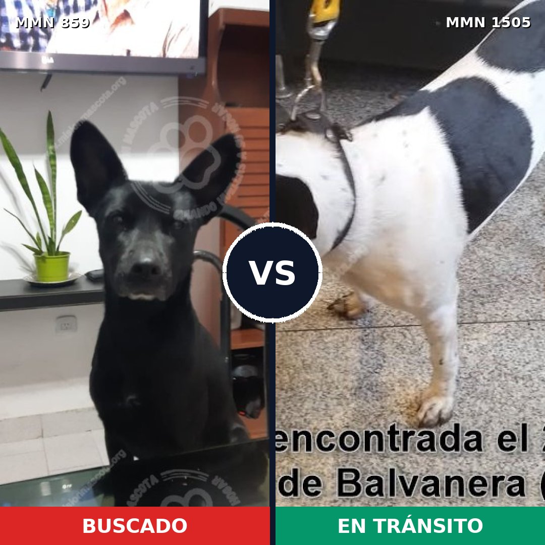 Comparativa MMS 26989: mascota perdida y mascota encontrada, 79% de similitud