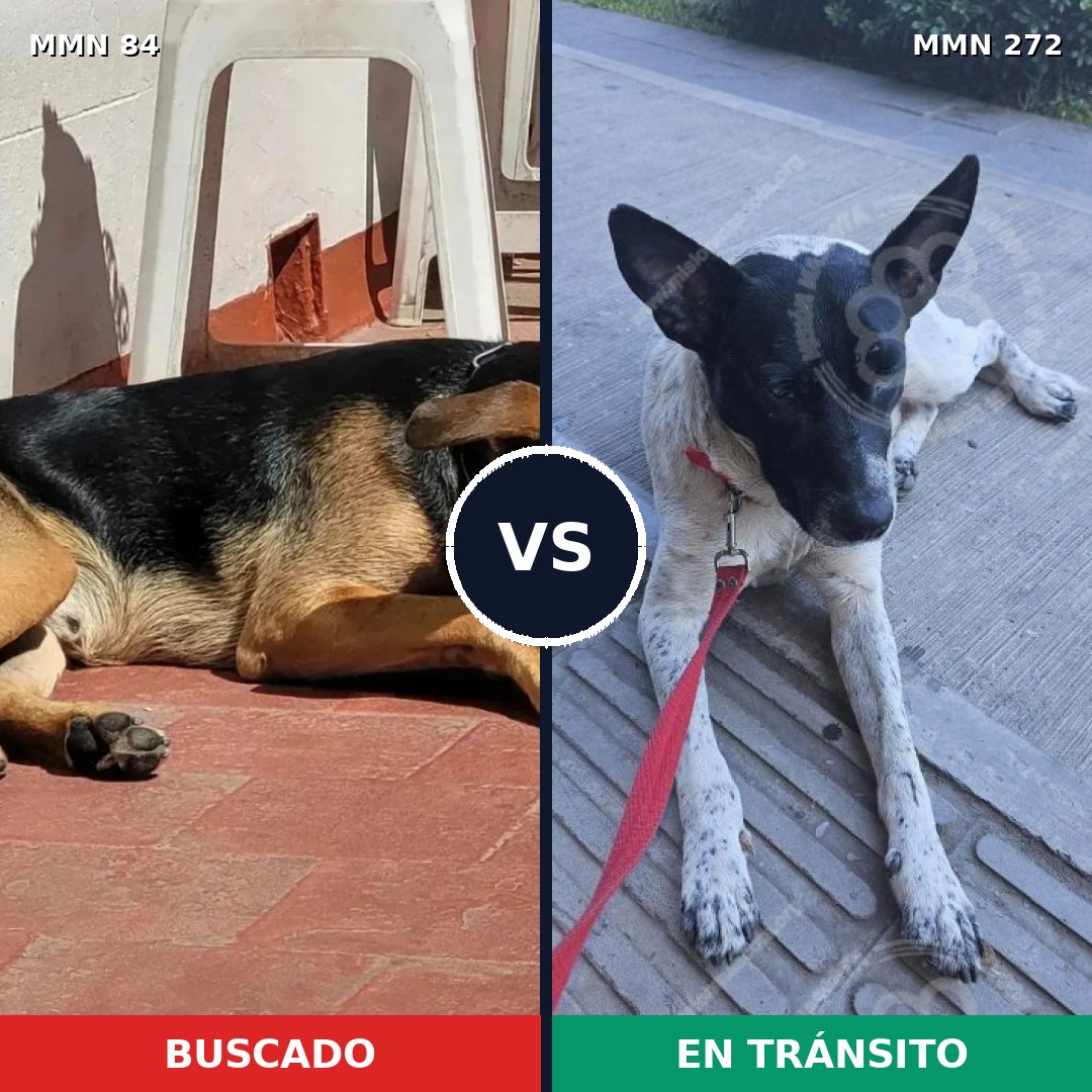 Comparativa MMS 2699: mascota perdida y mascota encontrada, 80% de similitud