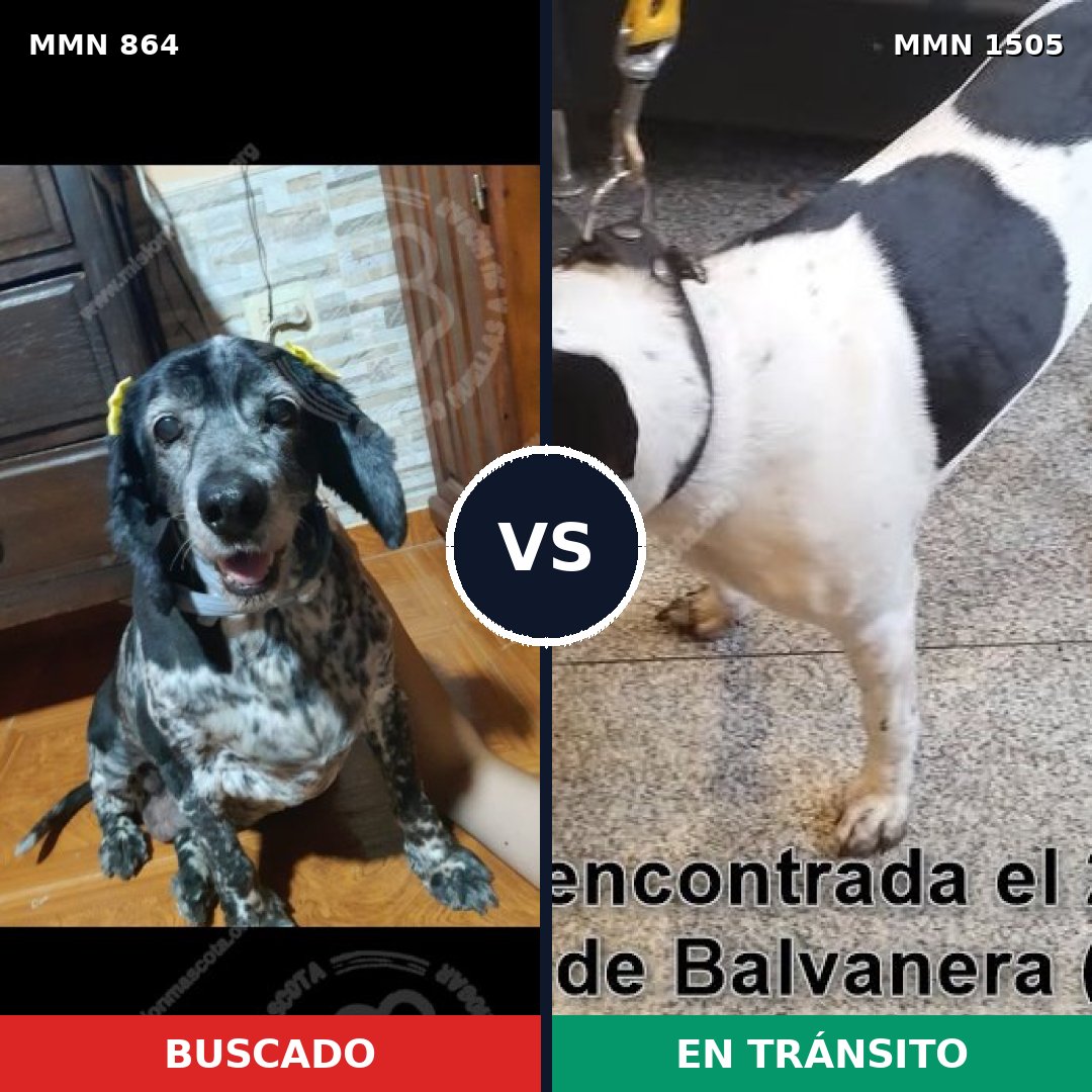 Comparativa MMS 26990: mascota perdida y mascota encontrada, 45% de similitud