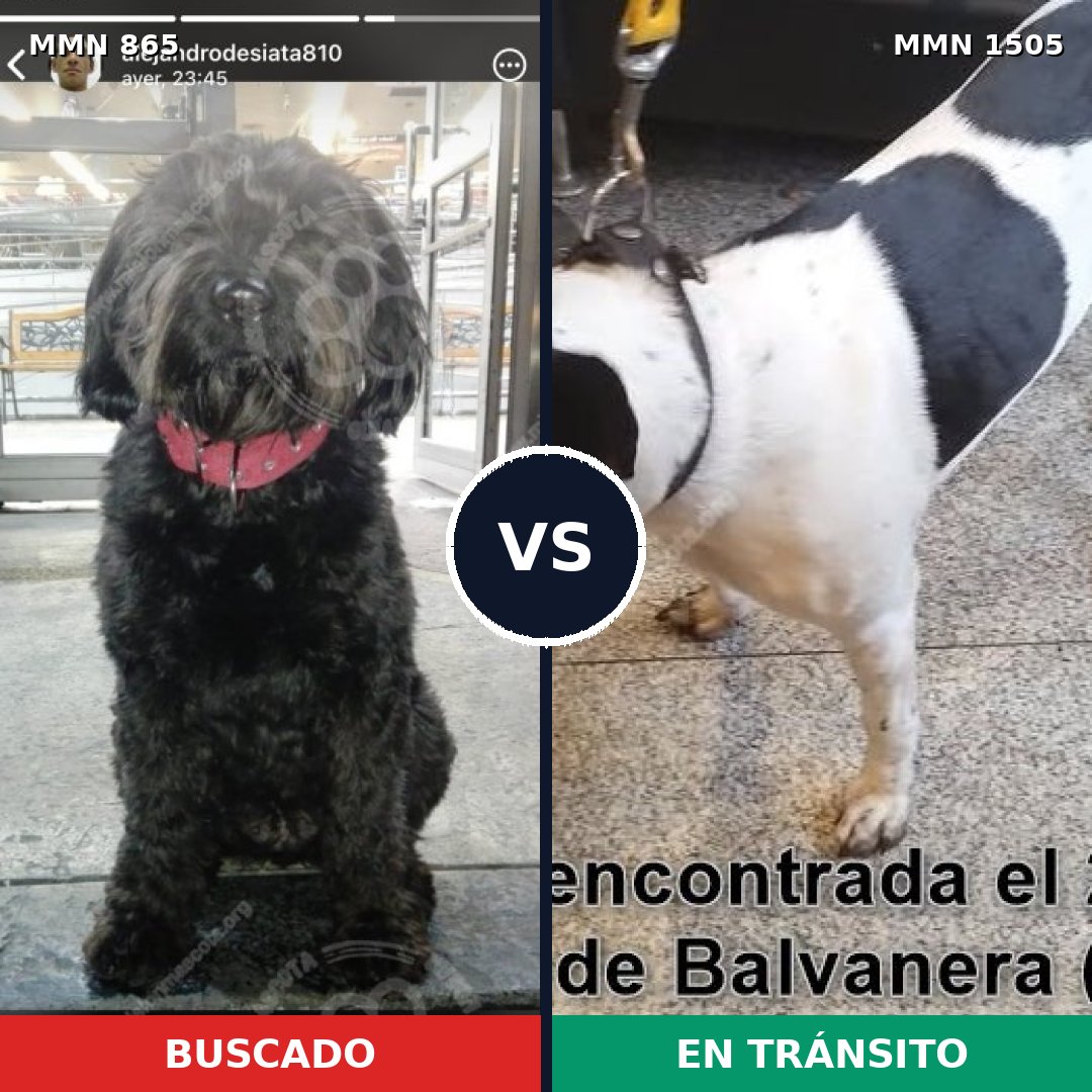 Comparativa MMS 26991: mascota perdida y mascota encontrada, 50% de similitud