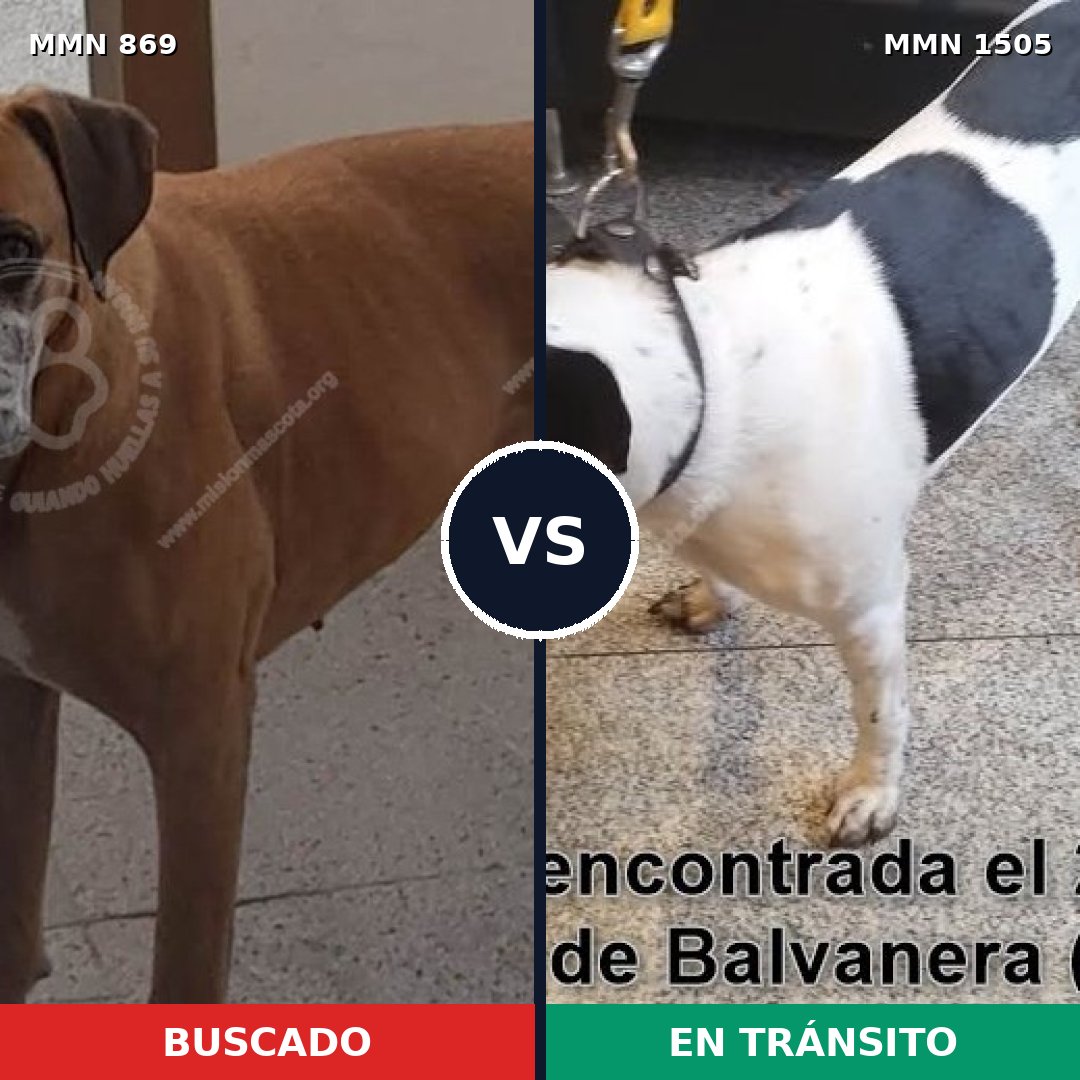 Comparativa MMS 26992: mascota perdida y mascota encontrada, 50% de similitud