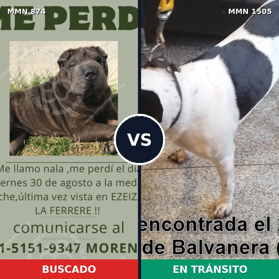 Comparativa MMS 26993: mascota perdida y mascota encontrada, 51% de similitud
