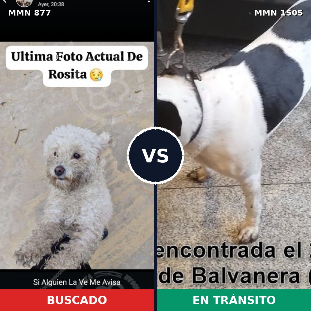Comparativa MMS 26994: mascota perdida y mascota encontrada, 44% de similitud