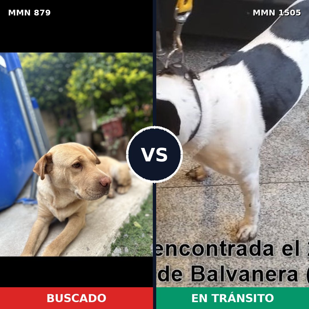 Comparativa MMS 26995: mascota perdida y mascota encontrada, 51% de similitud