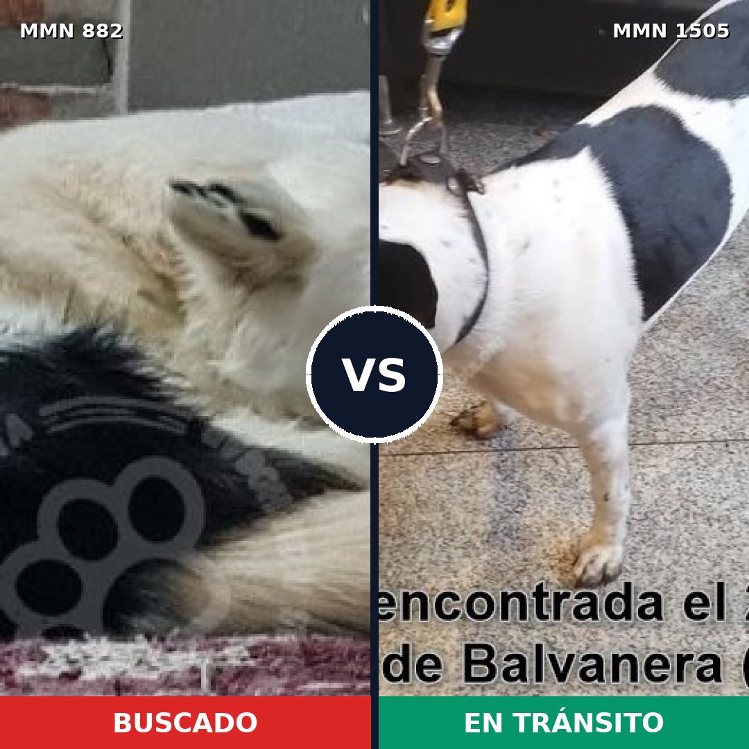 Comparativa MMS 26996: mascota perdida y mascota encontrada, 57% de similitud