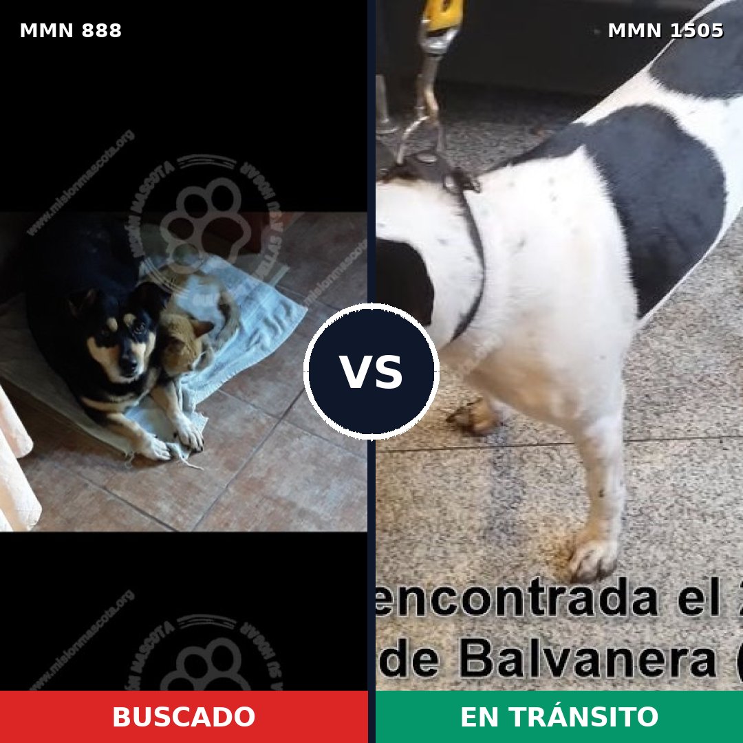 Comparativa MMS 26997: mascota perdida y mascota encontrada, 78% de similitud