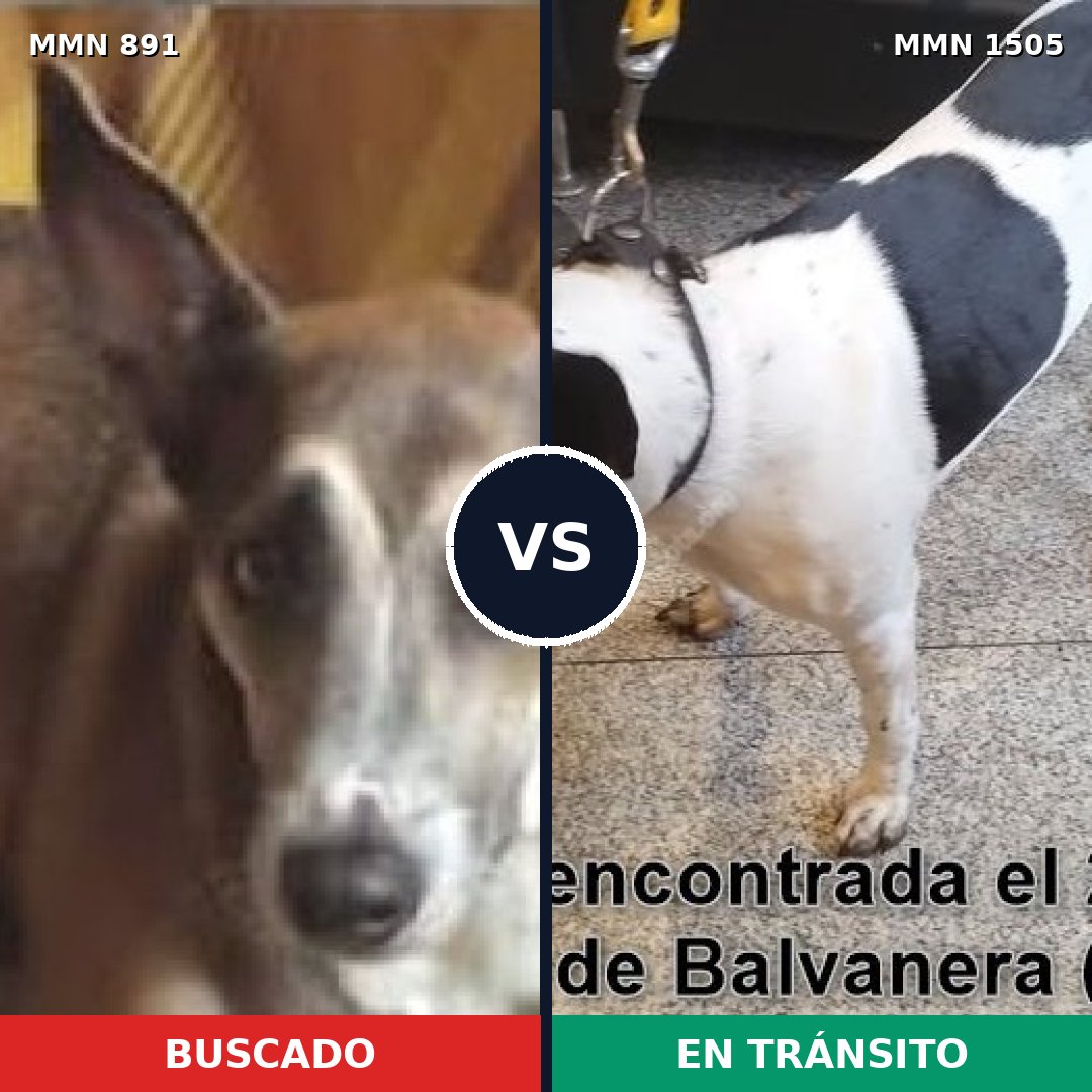 Comparativa MMS 26998: mascota perdida y mascota encontrada, 64% de similitud
