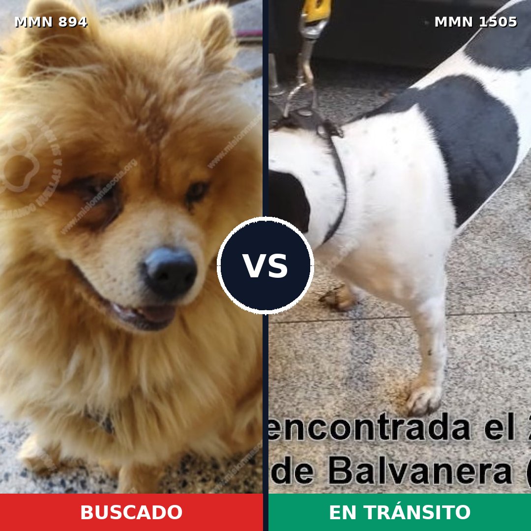 Comparativa MMS 26999: mascota perdida y mascota encontrada, 47% de similitud