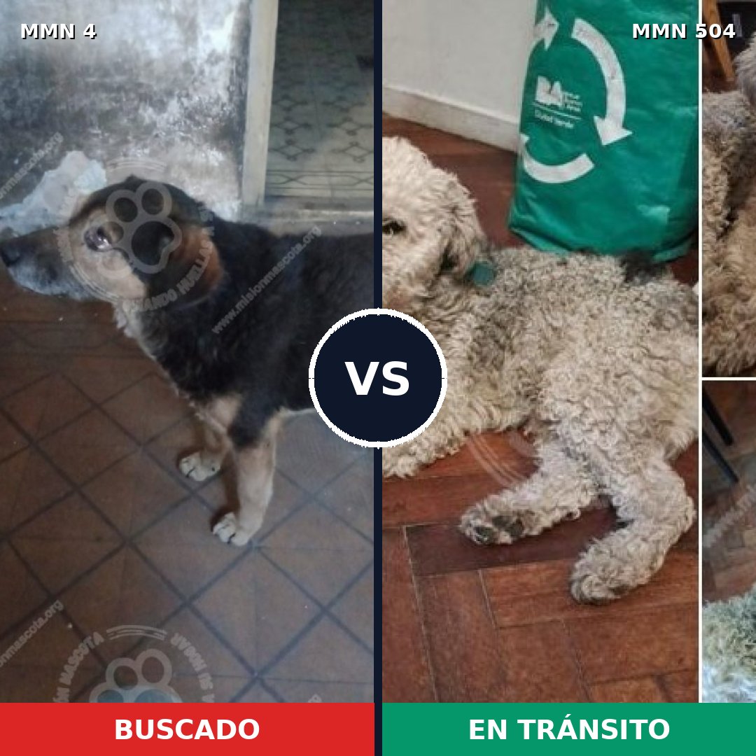 Comparativa MMS 270: mascota perdida y mascota encontrada, 38% de similitud