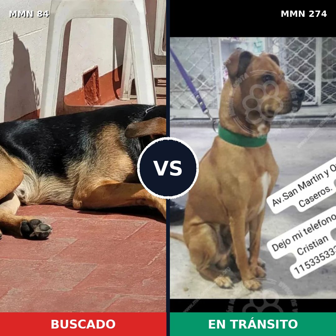 Comparativa MMS 2700: mascota perdida y mascota encontrada, 65% de similitud