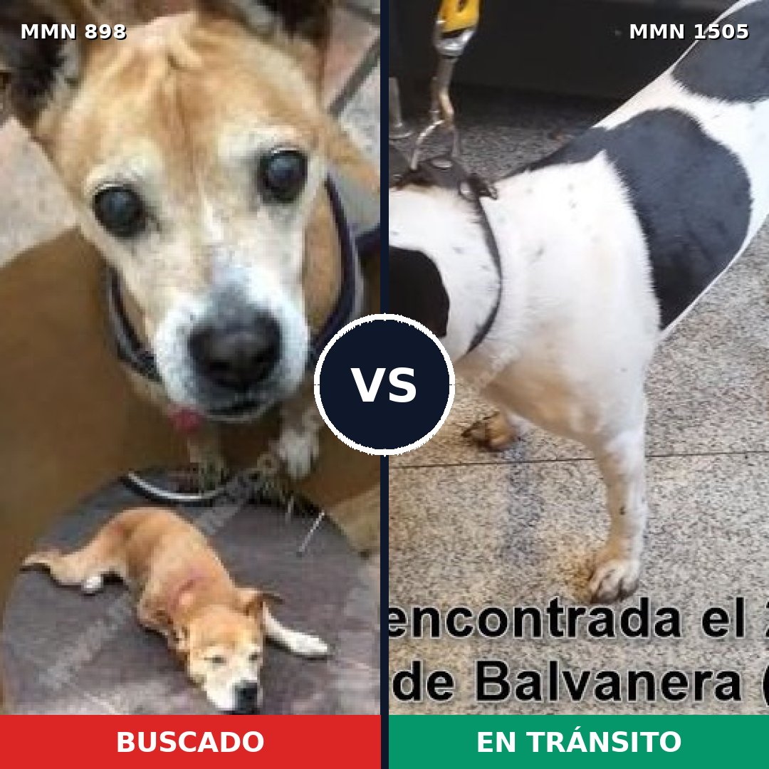 Comparativa MMS 27001: mascota perdida y mascota encontrada, 48% de similitud