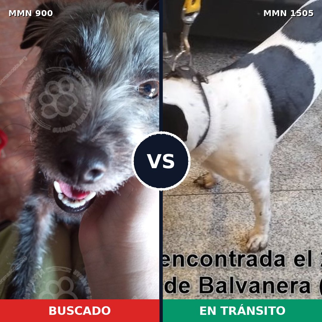 Comparativa MMS 27002: mascota perdida y mascota encontrada, 40% de similitud