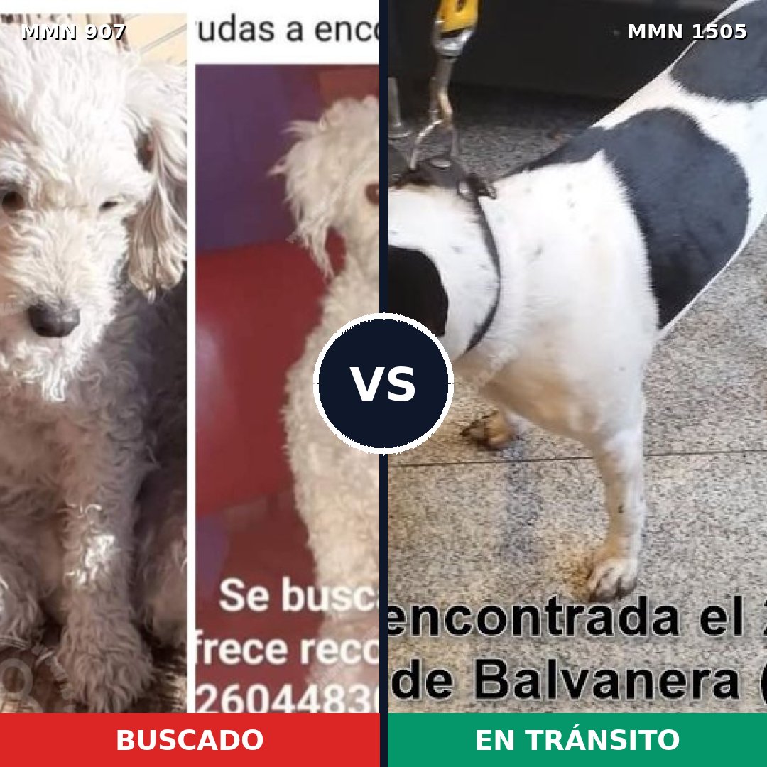 Comparativa MMS 27003: mascota perdida y mascota encontrada, 38% de similitud
