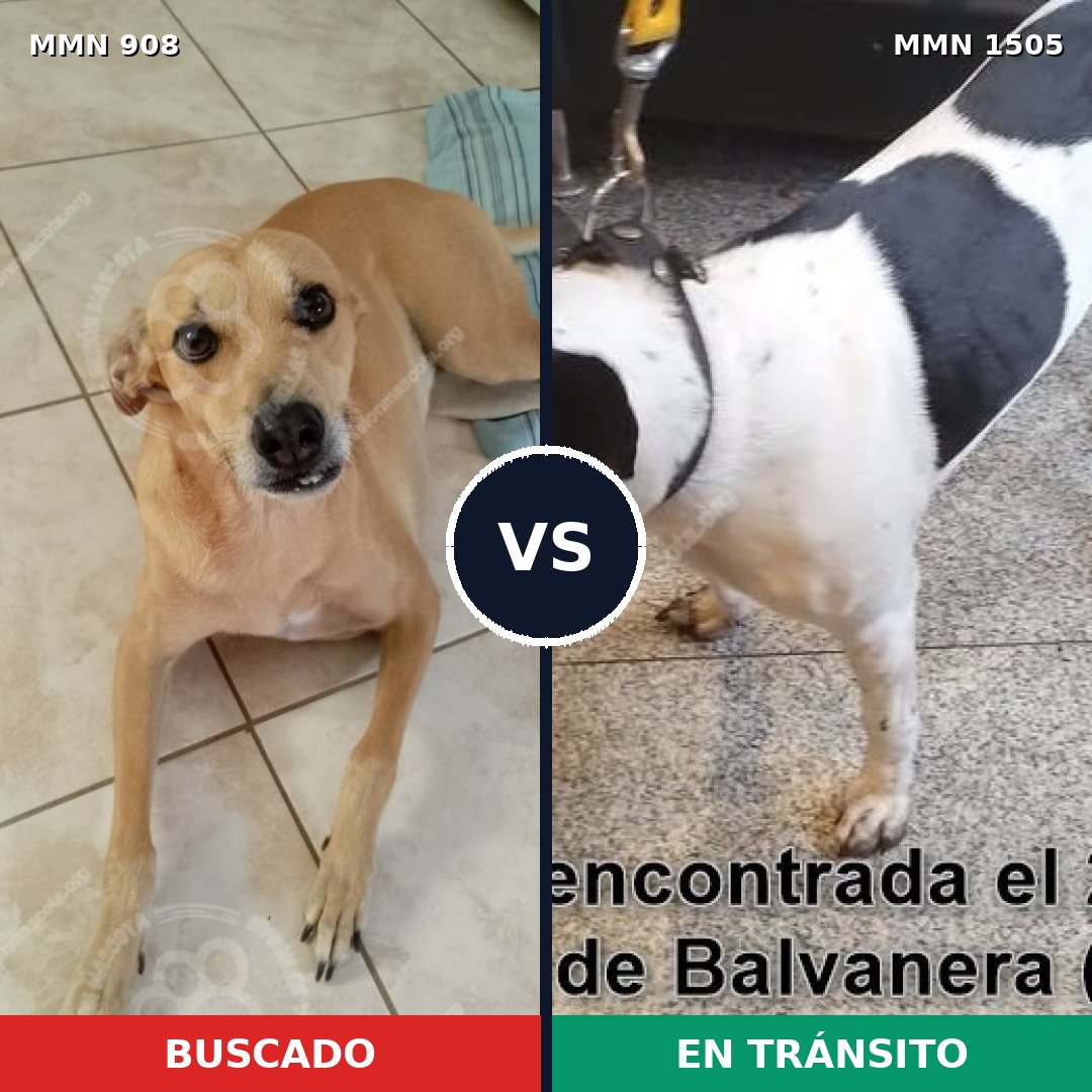 Comparativa MMS 27004: mascota perdida y mascota encontrada, 37% de similitud