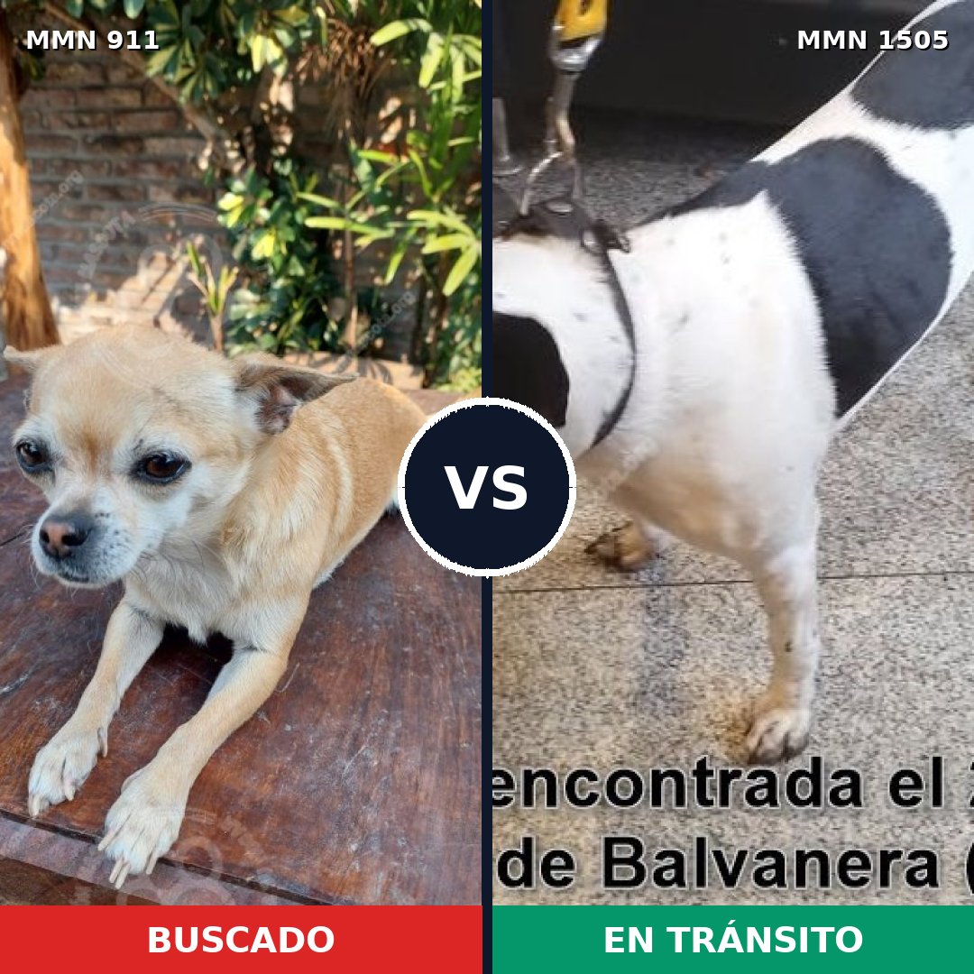 Comparativa MMS 27005: mascota perdida y mascota encontrada, 38% de similitud