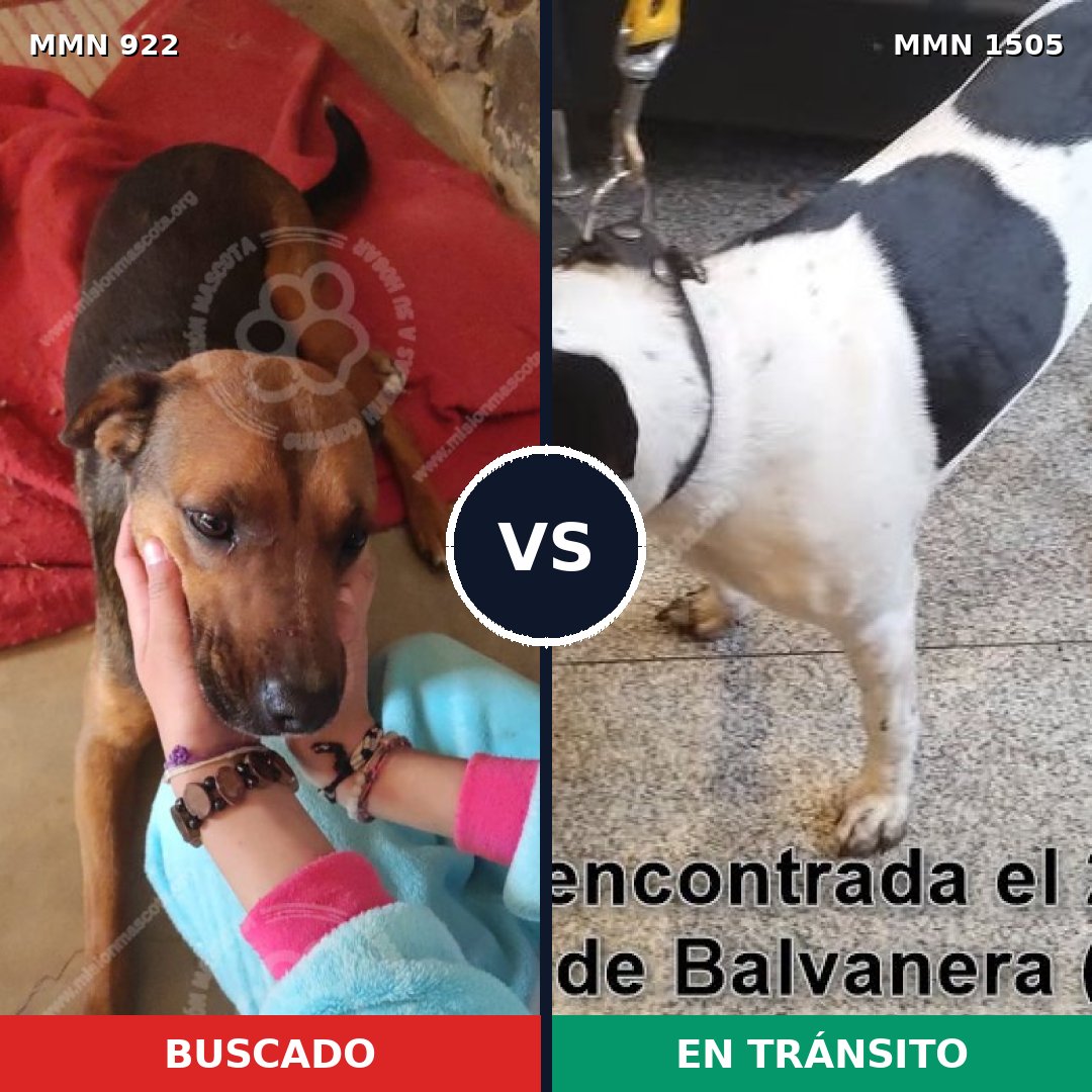 Comparativa MMS 27008: mascota perdida y mascota encontrada, 44% de similitud