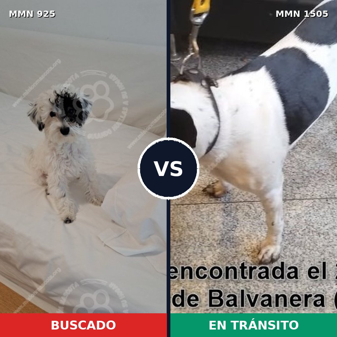 Comparativa MMS 27009: mascota perdida y mascota encontrada, 50% de similitud