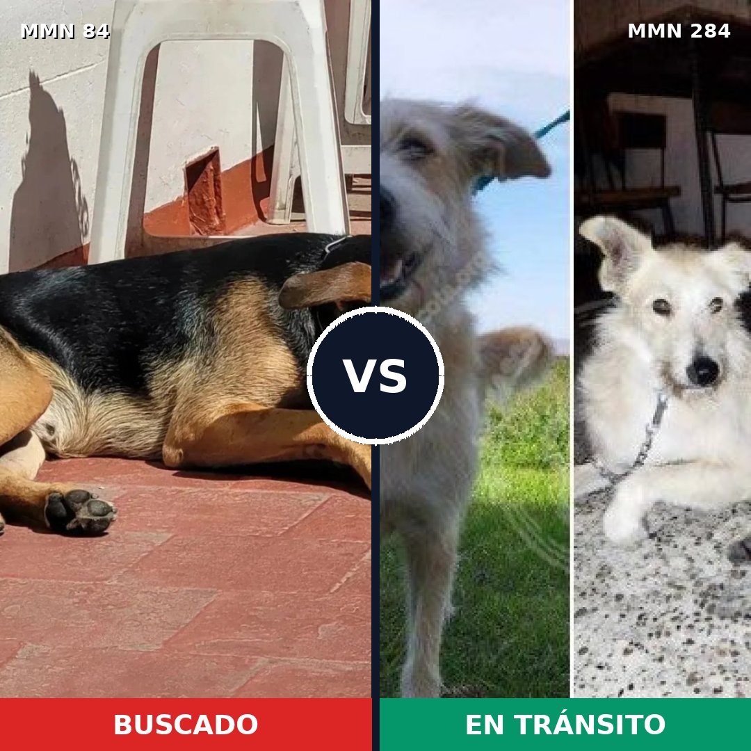 Comparativa MMS 2701: mascota perdida y mascota encontrada, 55% de similitud